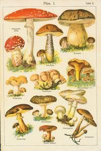 "Pilze I" (Mushrooms Plate 3)  Various mushrooms  Lithograph. Printed in color  Ca. 1890  Reverse side: Human anatomy bl. & wh.