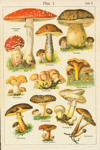 "Pilze I" (Mushrooms Plate 3)  Various mushrooms  Lithograph. Printed in color  Ca. 1890  Reverse side: Human anatomy bl. & wh.