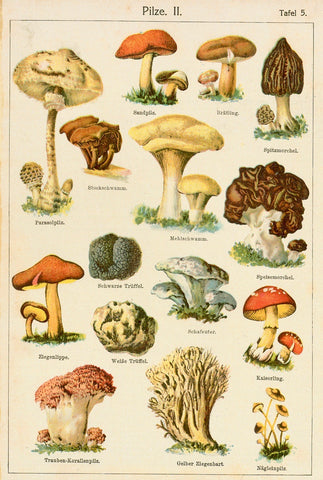 "Pilze II" (Mushrooms Plate 5)  arious mushrooms  Lithograph. Printed in color  Ca. 1890  Reverse side: Fresh water fish. Bl & Wh.
