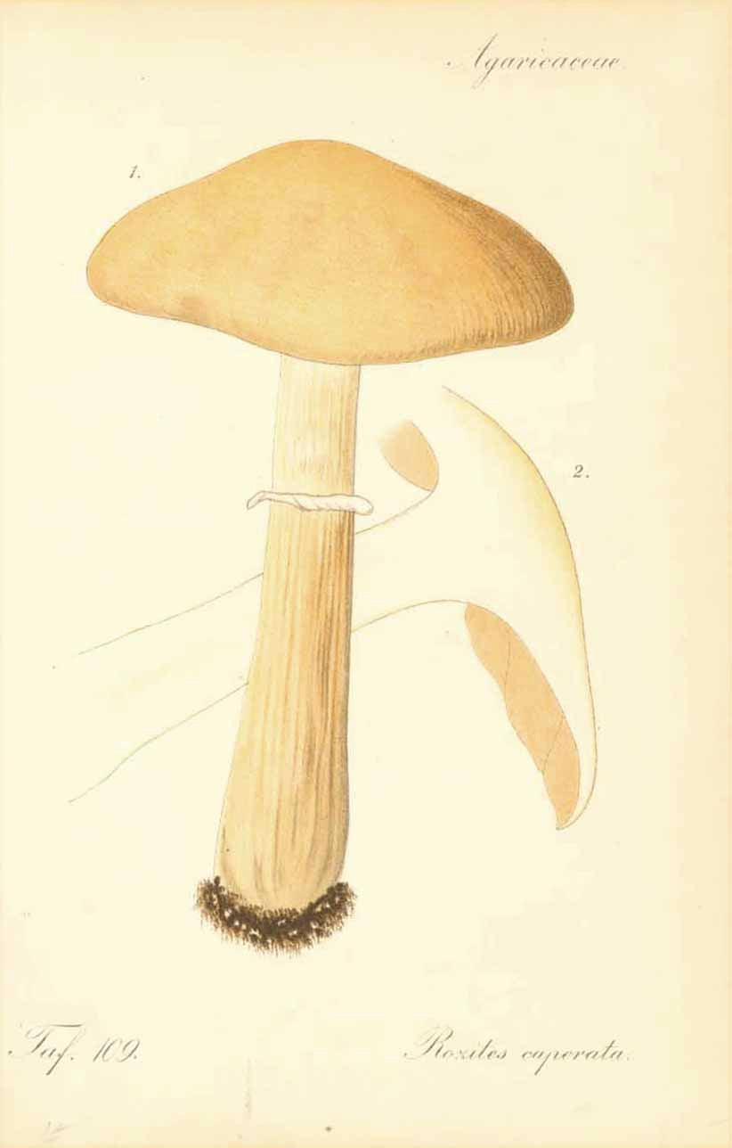 "Agaricaceae" "Rozites caperata"  Lithograph printed in color, ca 1870.