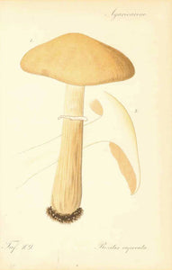 "Agaricaceae" "Rozites caperata"  Lithograph printed in color, ca 1870.