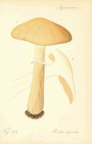 "Agaricaceae" "Rozites caperata"  Lithograph printed in color, ca 1870.