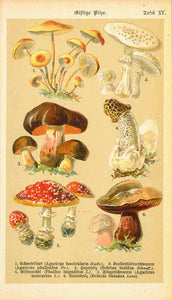 "Giftige Pilze" (poisonous mushrooms)  Chromolithograph published 1890. Below the image are the German and Latin names for the poisonous mushrooms.