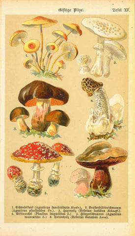 "Giftige Pilze" (poisonous mushrooms)  Chromolithograph published 1890. Below the image are the German and Latin names for the poisonous mushrooms.