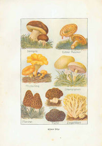 "Essbare Pilze" (edible mushrooms) "Steinpilz, Echter Reizker, Pfifferling, Champion, Morchel, Lorchel, Truffel Ziegenbart"  Chromolithograph published ca 1900.  Original antique print 