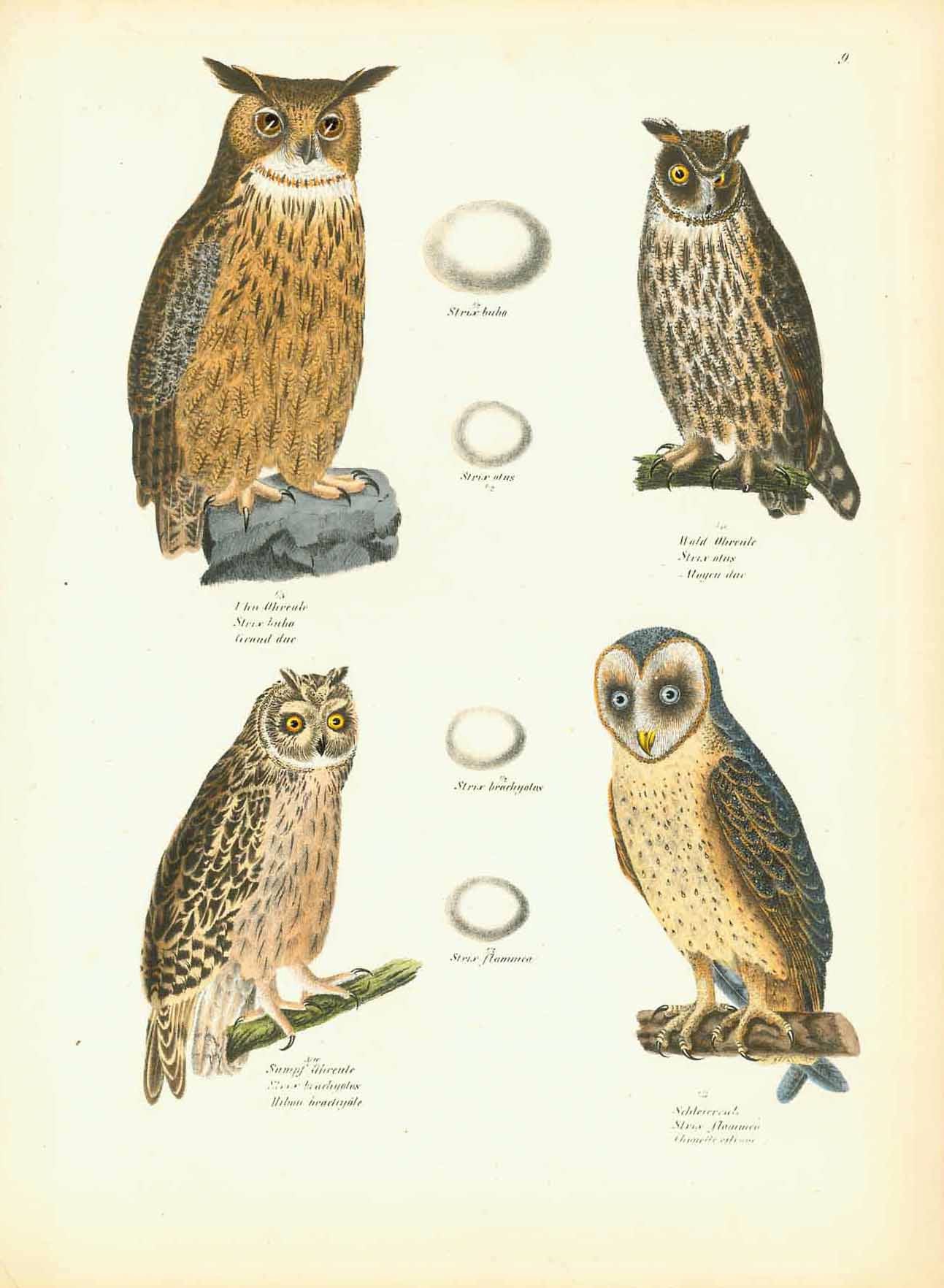 "Uhu Oreule Strix bubo Grand duc" "Wald Oreule Strix otus Moyen duc" "Sumpf Oreule Strix brachyolus Hibou brachyole" "Schleiereule Strix flaumuica Chouette ...."  Lithograph by Carl Joseph Brodtman at Hans Rudolf Schinz in Zurich, Hanke ca 1854.  From "Naturgeschichte der Voegel", 2nd edition.