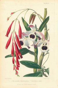 Thyrsacanthus Schomburgkianus Dendrobium Nobile  from  "Magazine of Botany and Register of Flowering Plants" by Paxton, 1841-1852  Lithographs in Original Hand coloring.    See for yourself the beauty of these flowers...