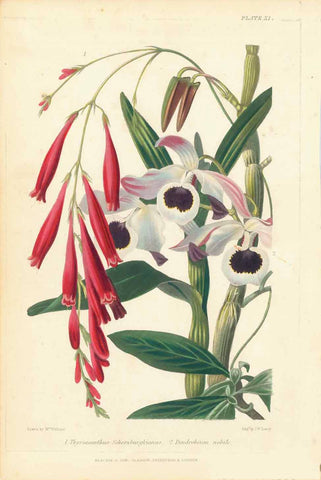 Thyrsacanthus Schomburgkianus Dendrobium Nobile  from  "Magazine of Botany and Register of Flowering Plants" by Paxton, 1841-1852  Lithographs in Original Hand coloring.    See for yourself the beauty of these flowers...
