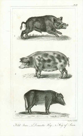 "1. Wild Boar, - 2. Domestic Hog, - 3. Hog of Siam"  Steel engraving by G. Ellis published 1823.