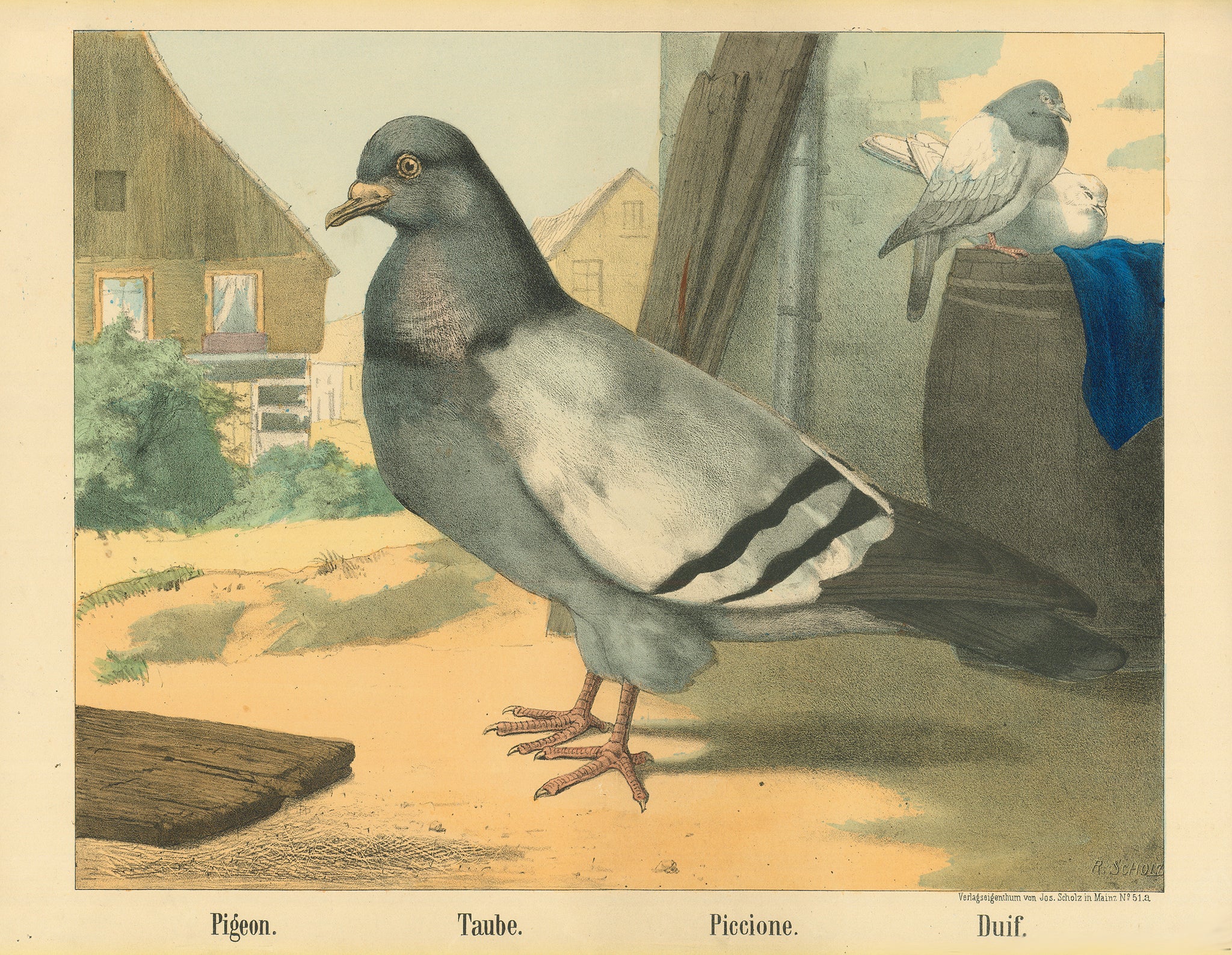 "Pigeon, Taube, Piccione, Duif"  Original antique print   Lithograph by R. Scholz. Printed in color by Joseph Scholz. Mainz, ca. 1880  A magnificent rendering of the common pigeon.