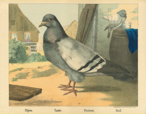 "Pigeon, Taube, Piccione, Duif"  Original antique print   Lithograph by R. Scholz. Printed in color by Joseph Scholz. Mainz, ca. 1880  A magnificent rendering of the common pigeon.