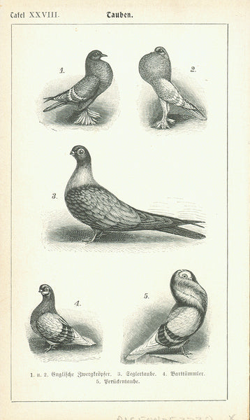  "Tauben" (Pigeons, Palomas)  **********  Reverse side:  The upper page has vrious sorts of pigeons on both sides of the page with the German names. The separate page shows the inside of a pigeon house.    Separate page:  "Der Taubenschlag und seine Einrichtung" (The pigeon hause and its features)  Original antique print 