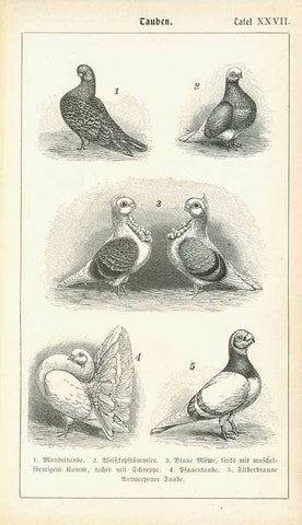  "Tauben" (Pigeons, Palomas)  **********  Reverse side:  The upper page has vrious sorts of pigeons on both sides of the page with the German names. The separate page shows the inside of a pigeon house.    Separate page:  "Der Taubenschlag und seine Einrichtung" (The pigeon hause and its features)  Original antique print 