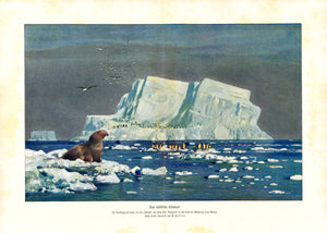 "Das suedliche Eismeer" (Southern polar sea)  In Vordergrund links ein See-Elefant, auf dem Eis Pinguine, in der Luft ein Albatross und Moeven"  Wood engraving printed in color, 1902. After a watercolor by Wilhelm Kuhnert.