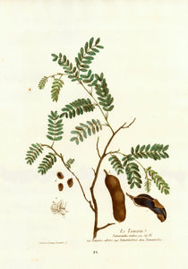 Le Tamarin, Tamarindus indica  Ital. Tamarice albero Angl, Tamarind tree Allem Tamarinden  Decorative Botanicals by N. Regnault  Browsing the world in search of rare as well as decorative antique prints, prints one does not see every day, prints which are not to be found easily in most antique print shops, we came upon this very delightful, highly decorative and botanically as well as medicinally interesting collection of original color-printed and hand-finished-colored copper etchings