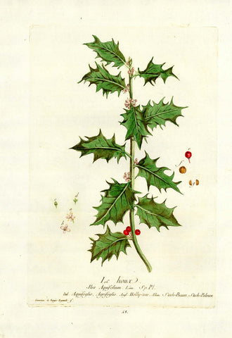 Antique Botanical, " Le houx""Ilex Aquifolium"  Ital. Aquifoglio, Agrifoglio, Angl. Holly-tree. Allem. Stech-Baum, Stech-Palmen.  Holly, Stechbaum, Steckpalme, Aquifoligo, Houx  Decorative Botanical by N. Regnault  Browsing the world in search of rare as well as decorative antique prints, prints one does not see every day, prints which are not to be found easily in most antique print shops, we came upon this very delightful, highly decorative and botanically as well as medicinally