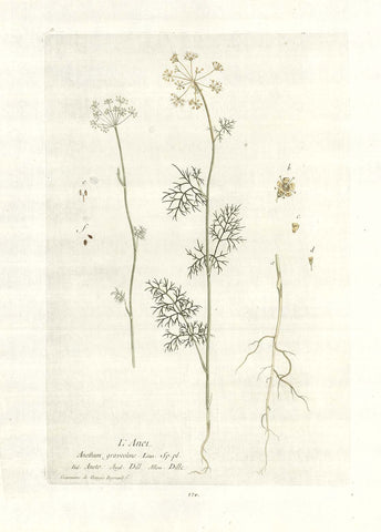 "L Anet""Anethum graveolens"  Ital. Aneto Angl. Dill Allem. Dille  Dill, Aneto, Anet, Herb, Gurkenkraut, Doldenbluetler  Decorative Botanical by N. Regnault  Browsing the world in search of rare as well as decorative antique prints, prints one does not see every day, prints which are not to be found easily in most antique print shops, we came upon this very delightful, highly decorative and botanically as well as medicinally