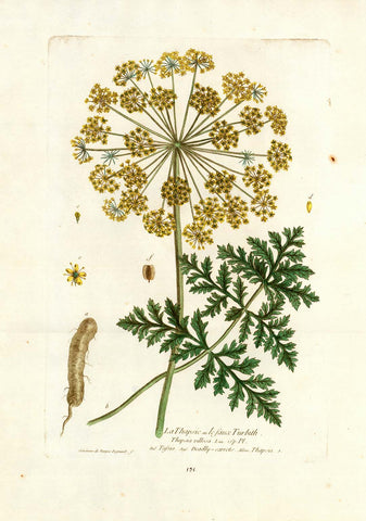 "La Thapsie ou le faux Turbith""Thapsia villosa"  Ital. Tassia. Ang. Deadly Carrots. Allem Thapsia.  Thapsia, Tassia, Toedliche Karotten, Apiaceae, Thapsigargin  Decorative Botanical by N. Regnault  Browsing the world in search of rare as well as decorative antique prints, prints one does not see every day, prints which are not to be found easily in most antique print shops, we came upon this very delightful, highly decorative and botanically as well as medicinally 