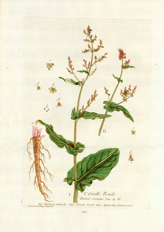 L Oseille Ronde""Rumex Scutalus"  ital. Acetosa rotunda. Angl. French Sorrel. Allem. Spanischer Sauerampfer.  Sorrel, Sauerampfer, Acetosa rotunda, Rumex acetosa, Sauerlump  Decorative Botanical by N. Regnault  Browsing the world in search of rare as well as decorative antique prints, prints one does not see every day, prints which are not to be found easily in most antique print shops, we came upon this very delightful,