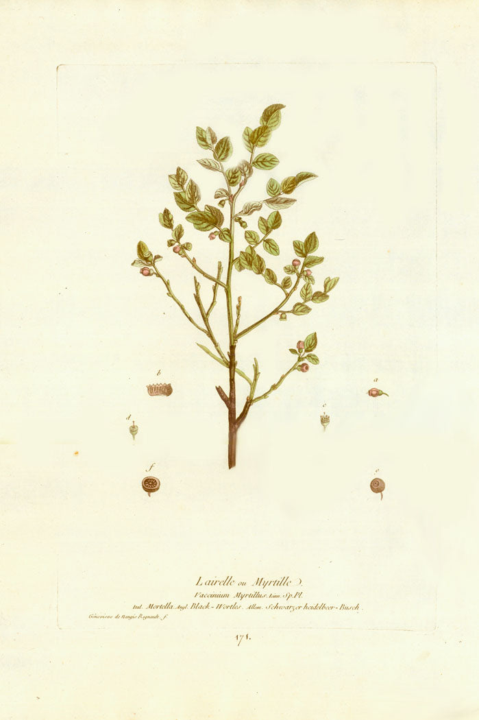 L'airelle ou Myrtille, Vaccinium Myrtillus, Ital. Mortella, Angl. Black Wortles, Allem Schwarzer heidelbeer Busch