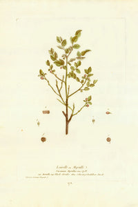 L'airelle ou Myrtille, Vaccinium Myrtillus, Ital. Mortella, Angl. Black Wortles, Allem Schwarzer heidelbeer Busch
