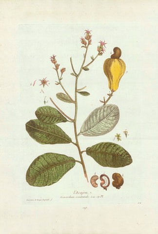 L'Acajou Anacardium occidental (Cashew Nut)  Decorative Botanicals by N. Regnault  Browsing the world in search of rare as well as decorative antique prints, prints one does not see every day, prints which are not to be found easily in most antique print shops, we came upon this very delightful, highly decorative and botanically as well as medicinally interesting collection