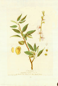 Decorative Botanicals by N. Regnault l'Amandier Amygdalus Communis Ital. Mandolo. Angl. Almond tree. Allem. Mandel Baum, 