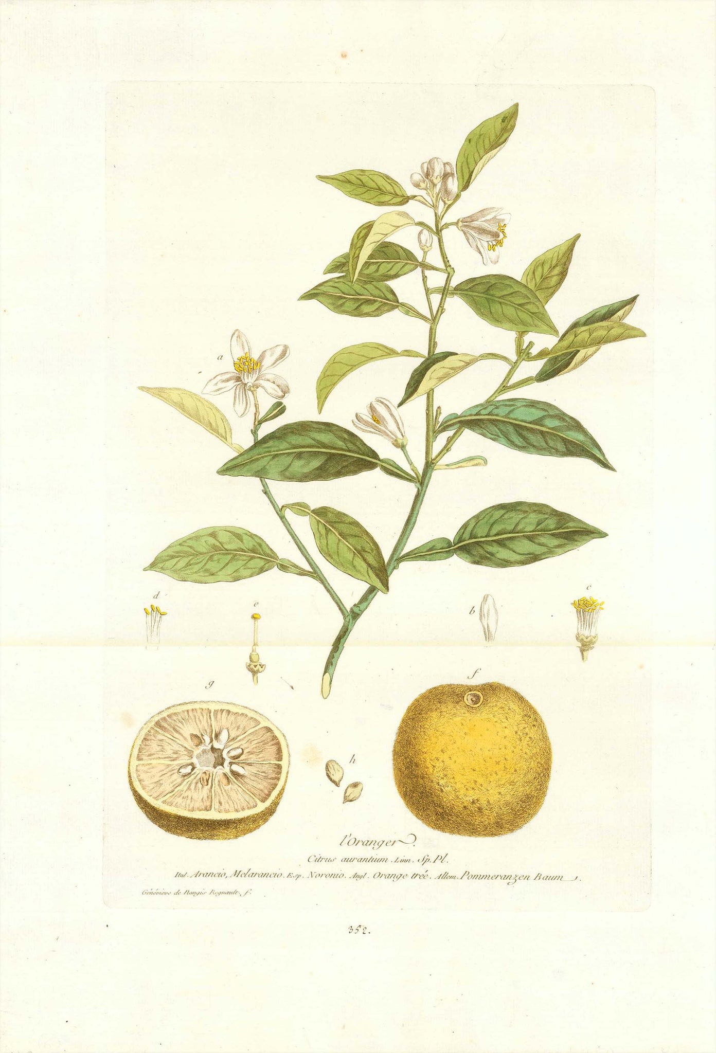l'Oranger Citrus aurantium. Ital. Arancio, Melarancio, Esp. Noronio, Angl. Orange tree, Allem. Pommeranzen Baum.  Decorative Botanicals by N. Regnault  Browsing the world in search of rare as well as decorative antique prints, prints one does not see every day, prints which are not to be found easily in most antique print shops, we came upon this very delightful, highly decorative and botanically 