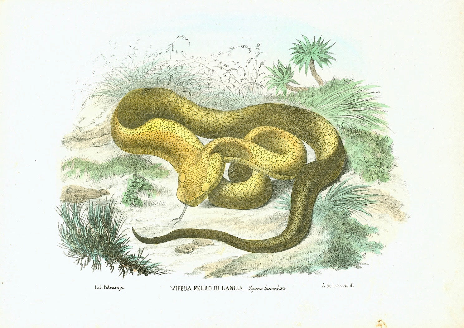   "Vipera Ferro Di Lancia - Vipera lanceolata"   Here is a rare and beautiful lithograph from the "Atlante Zoologico Popolare" published in Naples (1863) by Giovanni Boschi. The lithograph was made by Raimondo Petraroja. This work comprised eight volumes of most known animals, even some that are now extinct. The books were published from 1863-1879.   In the lower margin is the lithographers blind stamp. The original hand coloring is superb.  Fine lithograph by Raimondo Petraroja after Rispoli. Original hand