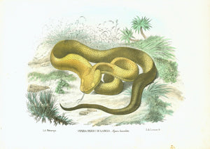   "Vipera Ferro Di Lancia - Vipera lanceolata"   Here is a rare and beautiful lithograph from the "Atlante Zoologico Popolare" published in Naples (1863) by Giovanni Boschi. The lithograph was made by Raimondo Petraroja. This work comprised eight volumes of most known animals, even some that are now extinct. The books were published from 1863-1879.   In the lower margin is the lithographers blind stamp. The original hand coloring is superb.  Fine lithograph by Raimondo Petraroja after Rispoli. Original hand