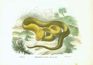 Antique print, reptiles, "Vipera Ferro Di Lancia - Vipera lanceolata"   Here is a rare and beautiful lithograph from the "Atlante Zoologico Popolare" published in Naples (1863) by Giovanni Boschi. The lithograph was made by Raimondo Petraroja. This work comprised eight volumes of most known animals, even some that are now extinct. The books were published from 1863-1879.   In the lower margin is the lithographers blind stamp. The original hand coloring is superb.