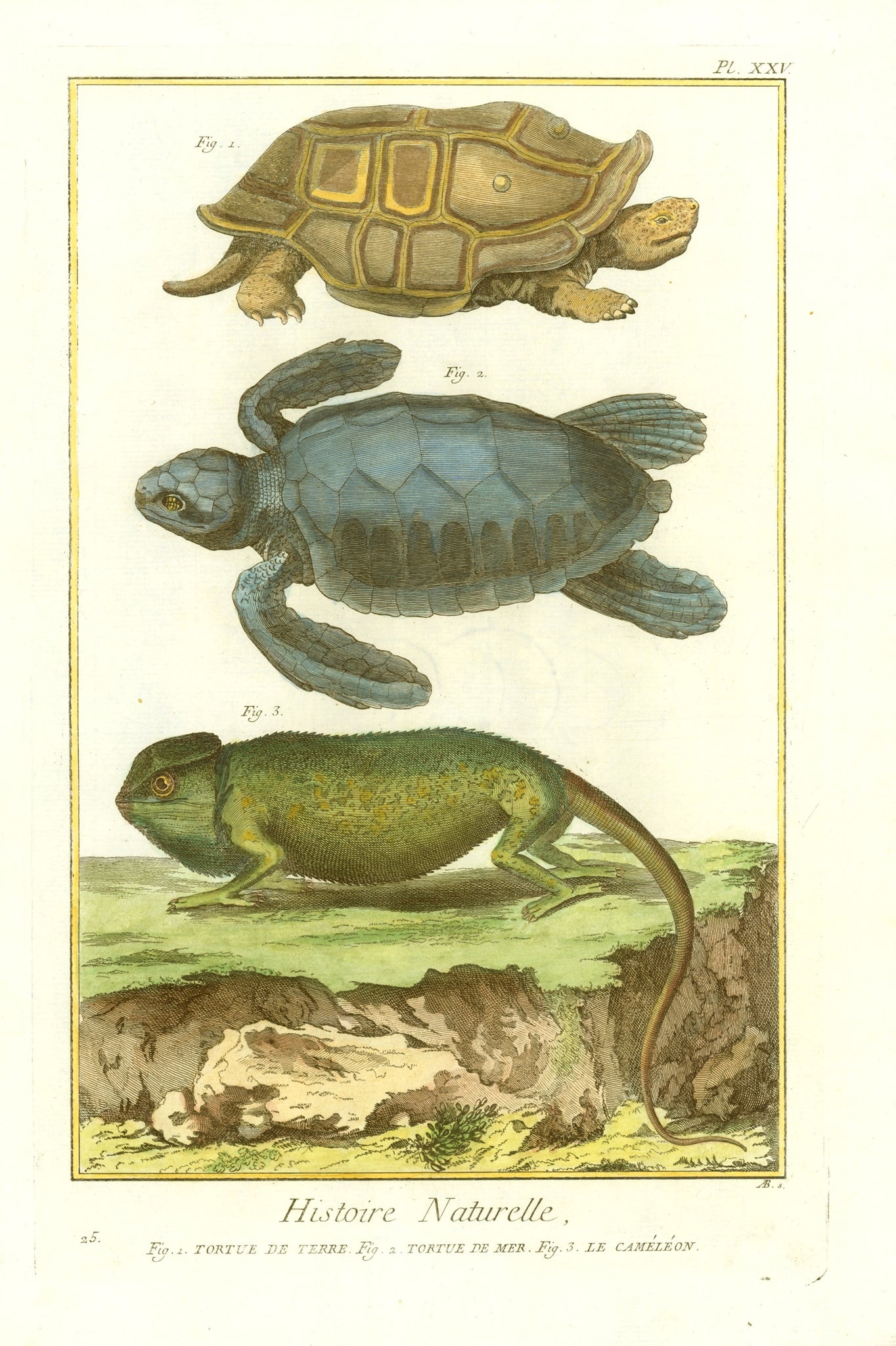 1. Tortue De Terre. 2. Tortue De Mer. 3. Le Cameleon.  Copper etching from "Histoire Naturelle" published 1751 in Paris. Reptiles, turtle