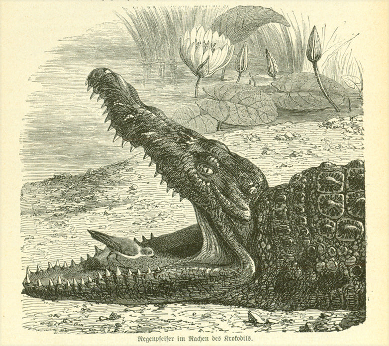 "Regenpfeifer im Rachen des Krokodils" (plover in the mouth of a crocodile!!!!!)  Wood engraving on a page of text about crocodiles and other Egyptian animals that continues on the reverse side.