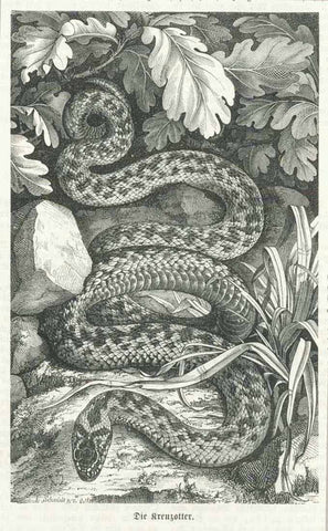 "Die Kreuzotter" ( Vipera berus )  Wood engraving on a page of text ( in German ) about snakes. Published ca 1880. On the reverse side is unrealted text.