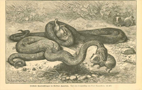 "Fressenden Rautenschlangen im Berliner Aquarium"  Wood engraving after Carl Kappstein ca 1880. No upper margin.Short text on reverse side about this snake (Morelia argus).