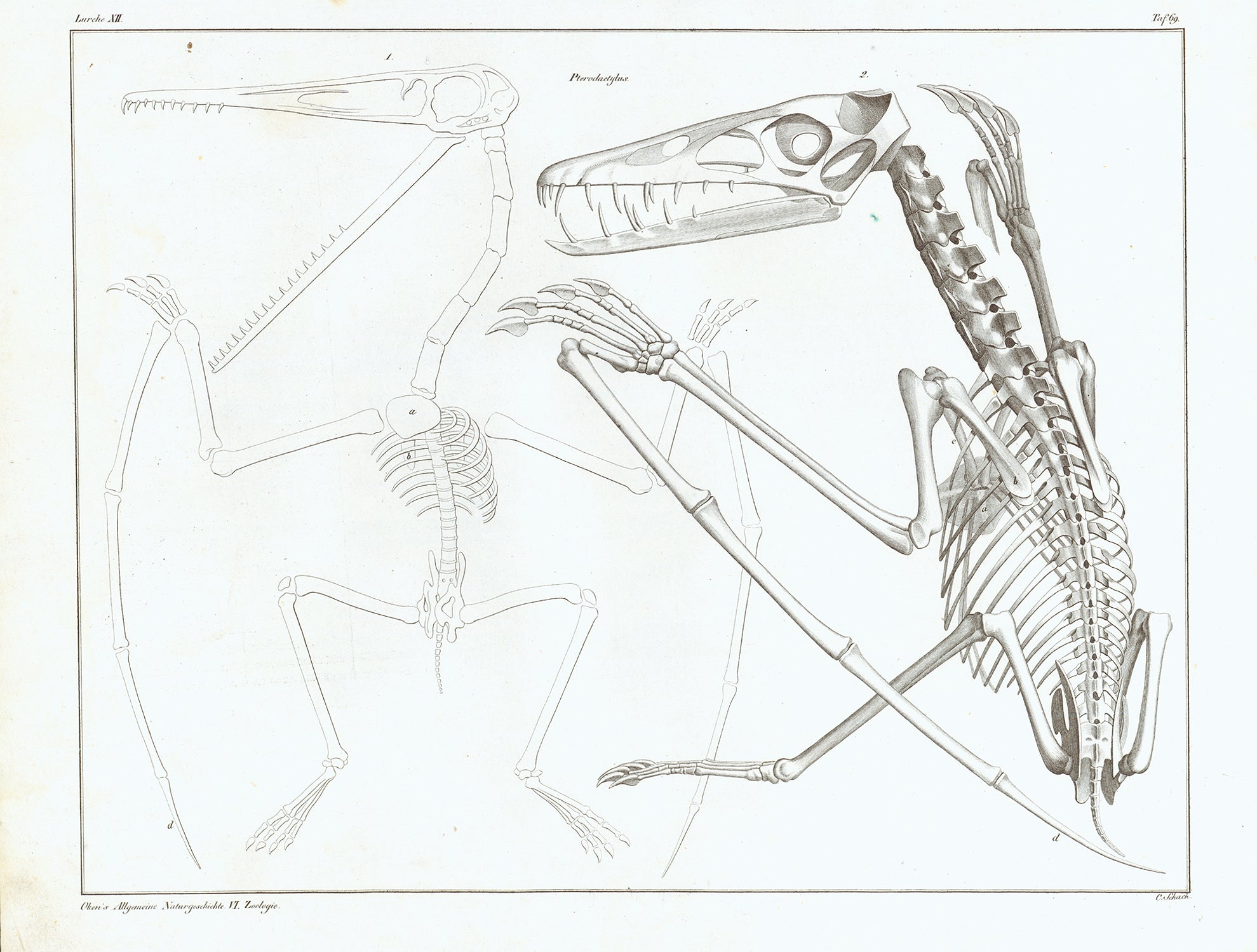 "Flug Eidechsen" (flying lizard)  "Pterodacctylus"  Lithograph by C. Shach. Published in "Oken's Allgemeine Naturgeschichte. Vol VI Zoology"  By Lorenz Oken (1779-1851)  Zurich, 1836  Original antique print 