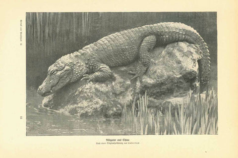 "Alligator aus China"  Wood engraving after the original drawing by Lascelles ca 1904. On the reverse side is text about this ancient alligator and others found in excavations.  Original antique print , interior design, wall decoration, ideas, idea, gift ideas, present, vintage, charming, special, decoration, home interior, living room design