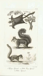 "1. Flying Squirrel. 2. Little Grey Squirrel 3. Palm Squirrel"  Copper engraving by G. B. Ellis. Published 1823.
