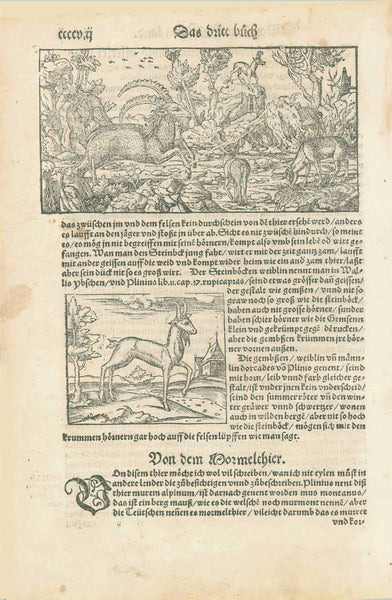 Wallis. - "Valesia - Wallisser land" Valais  Woodcut. Published in "Cosmographia" by Sebastian Muenster (1488-1552)  German edition.  Basel, 1553  Original antique prints  Page has light natural age toning. Very good condition.  Like the spine of a person the River Rhone (here: Rhodan) is running through this vertical map of the Canton of Wallis from its source to just before it emties into Lake Geneva (Genfer See).