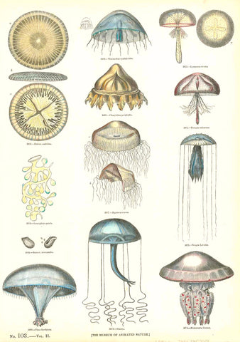 No Title.  Wood engravings 1860. On the reverse side is text in English about jellyfish.