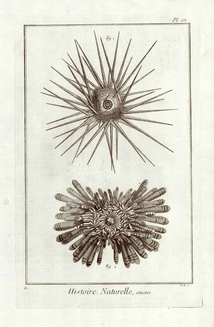 "Histoire Naturelle, Oursins"  Marine Life, Sea Creatures, Oursins, Seeigel, Sea urchin  Copper etching for "Histoire Naturelle", published 1751 in Paris.  Original antique print  