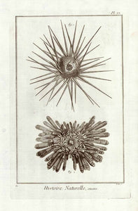 "Histoire Naturelle, Oursins"  Marine Life, Sea Creatures, Oursins, Seeigel, Sea urchin  Copper etching for "Histoire Naturelle", published 1751 in Paris.  Original antique print  