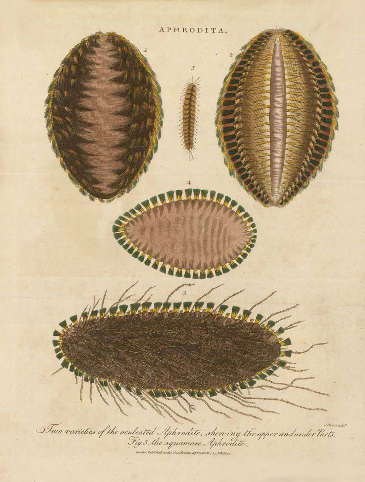 "APHRODITA - Two varieties of the adulated Aphrodite, showing the upper and under Parts. Fig. 5 the squamose Aphrodite"  Copper etching (aquatint) by John Pass. Beautiful original hand coloring.  Published in Encyclopaedia Londinensis.  Publisher J. Wilkes  London, dated 1808