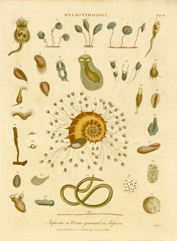 "Helminthology - Infusoria or Worms generated in Infusions"  Helminthology is the study of parasitic worms and the effects on their hosts.  Copperplate etching (aquatint) by John Pass. Beautiful original hand coloring.  Published in Encyclopaedia Londinensis.  Publisher J. Wilkes  London, dated 1808