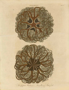 "ASTERIAS - The Caput Medusae or Magellanic Star-fish"  Copper etching (aquatint) by John Chapman. Beautiful original hand coloring.  Published in Encyclopaedia Londinensis.  Publisher J. Wilkes  London, dated 1796 