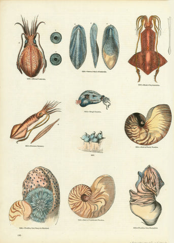 Cuttlefish - Calamary - Nautilus Cranchia  Hand-colored wood engravings.  Published in "Knight's Pictorial Museum of Animated Nature" Page 180  By Charles Knight  London, 1860