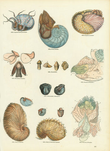Argonaut - Nautilidae - Bellerophon - Pearly Nautilus  Hand-colored wood engravings.  Published in "Knight's Pictorial Museum of Animated Nature" Page 181.  By Charles Knight  London, 1860