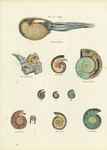 Argonaut - Ammonites  Hand-colored wood engravings.  Published in "Knight's Pictorial Museum of Animated Nature" Page 184.  By Charles Knight  London, 1860