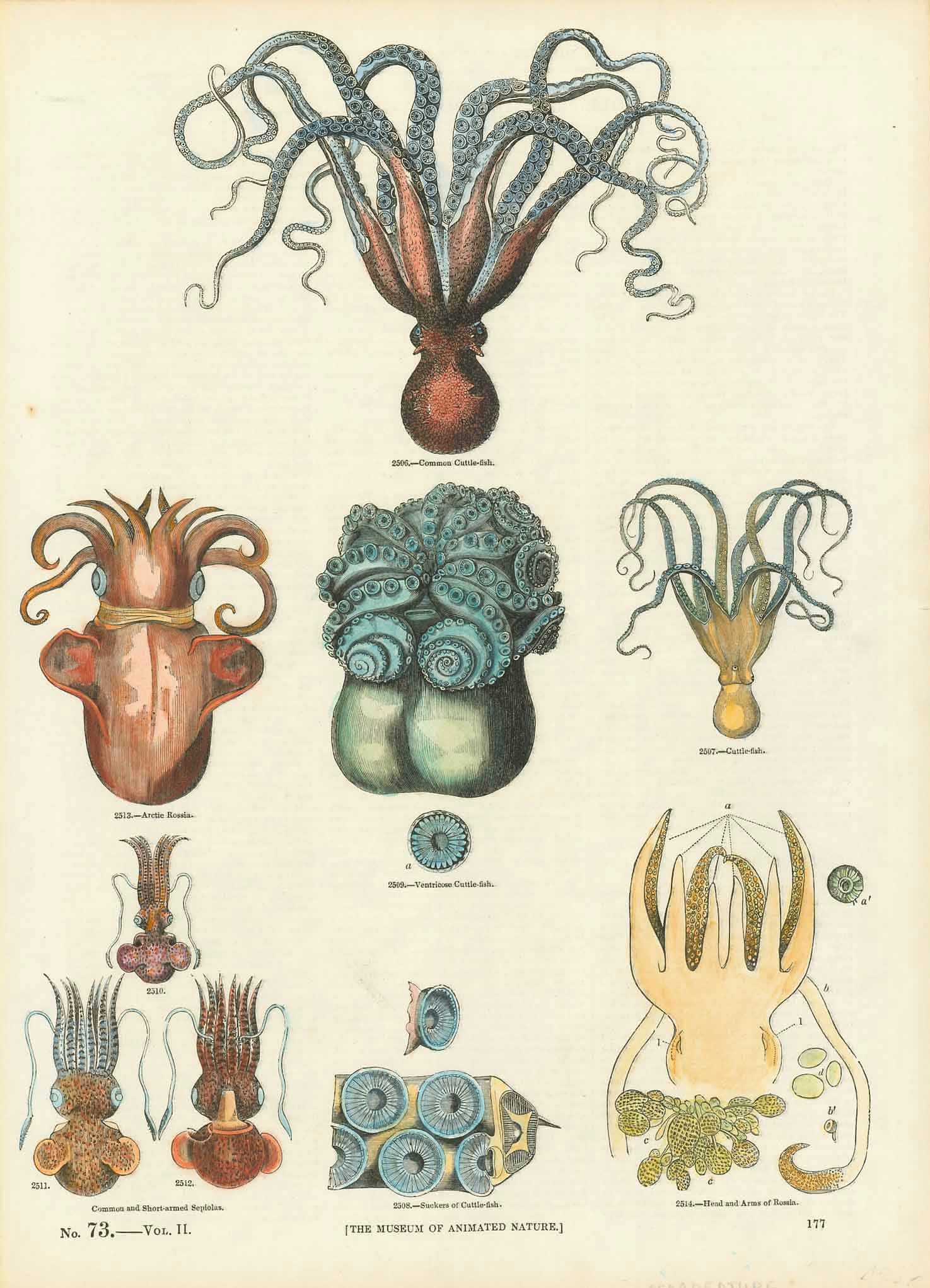 "Common cuttle fish" other cuttle fish  Hand-colored wood engraving.  Published inLondon, 1860.