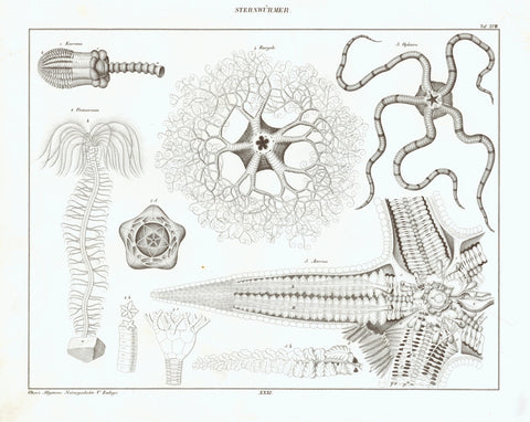 "Sternwuermer"  Encrinus Petacrinus Euryale Ophiursa Asterias  Lithograph for "Okens Allgemeine Naturgeschichte " ca 1845. A few minor signs of age and use in margins.  Original antique print 